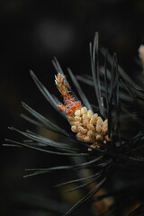 Close-up of pine branches in a dark scenery (selective focus)