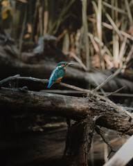 Kingfisher bird perched on a forest branch (selective focus)