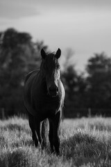 Naklejka premium Pantanal Horses