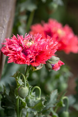 Opium poppy - Papaver somniferum - beautiful flower and details - 610123811