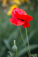 Corn poppy - papver rhoeas - beautiful flower - 610123813