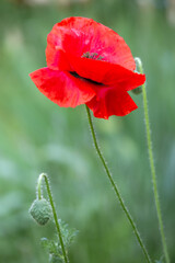 Corn poppy - papver rhoeas - beautiful flower - 610123820
