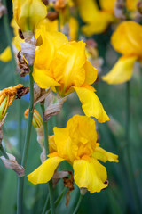 Bearded iris - Iris germanica - beauitful flower - 610123830