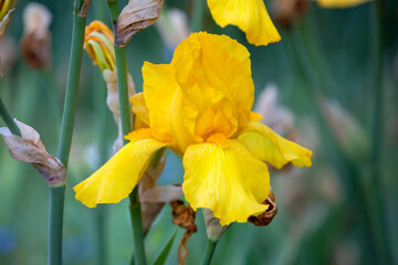 Bearded iris - Iris germanica - beauitful flower - 610123832