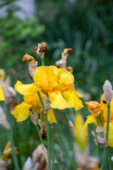 Bearded iris - Iris germanica - beauitful flower - 610123844