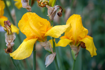 Bearded iris - Iris germanica - beauitful flower - 610123863