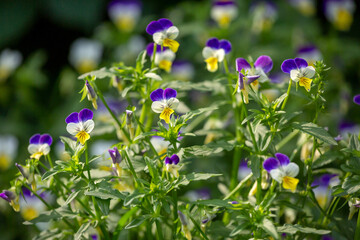 Wild pansy - Viola tricolor - beautiful plant and flowers - 610123878