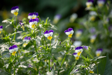 Wild pansy - Viola tricolor - beautiful plant and flowers