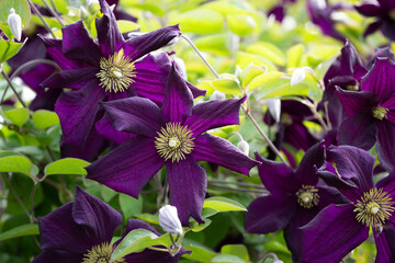 Italian leather flower - Clematis viticella - beautiful flowers and buds