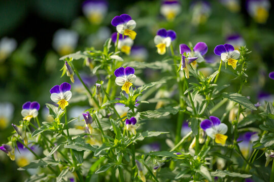 Heartsease Images  Browse 17,649 Stock Photos, Vectors, and Video | Adobe  Stock
