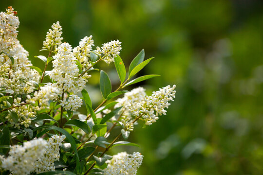 Wild privet - Ligustrum vulgare - beautiful plant in bloom