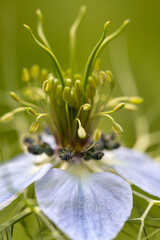 Love-in-a-mist - Nigella damascena flower