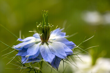 Love-in-a-mist - Nigella damascena flower - 610124009