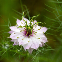 Love-in-a-mist - Nigella damascena flower - 610124012
