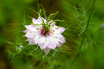 Love-in-a-mist - Nigella damascena flower - 610124020