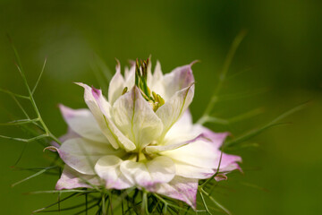 Love-in-a-mist - Nigella damascena flower - 610124022