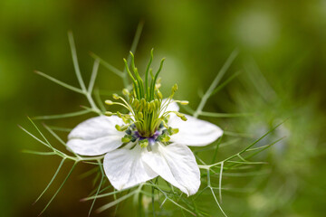 Love-in-a-mist - Nigella damascena flower