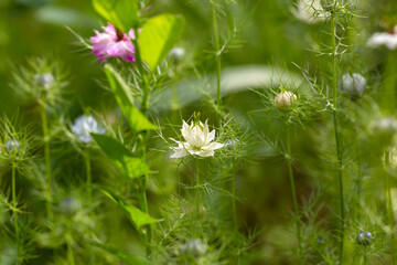 Love-in-a-mist - Nigella damascena flower - 610124029