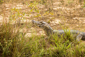 Gators in the wild of the wetlands or swampland’s known as the Pantanal in Mato Grosso, Brazil
