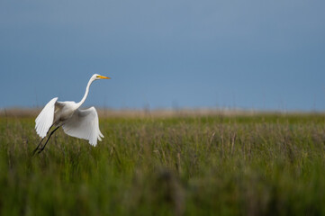 Great Egret Taking Off in Salt Marsh