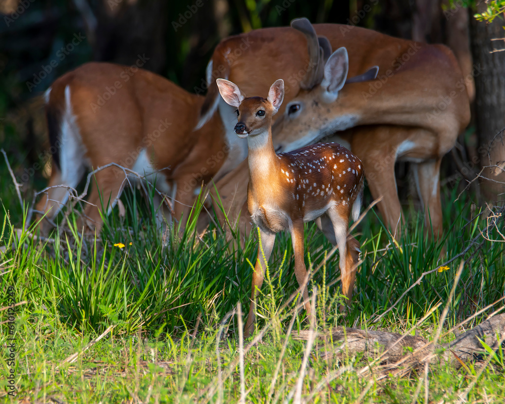 Poster WhiteTail Deer Buck and Fawn