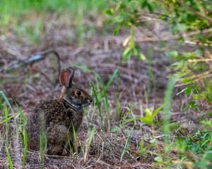 Rabbit in the open field looking to the right.