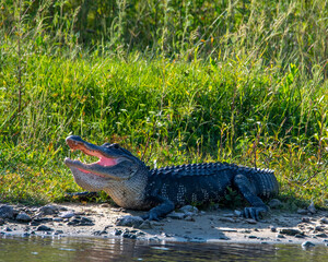 American Alligator Basking