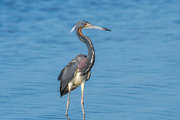 Tri-colored Heron wading