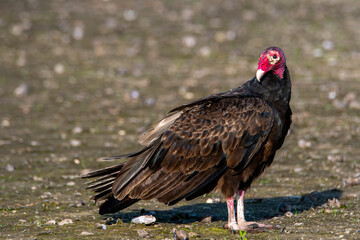 Turkey vulture on the ground.