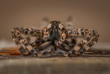 Detailed close-up of spider facing camera