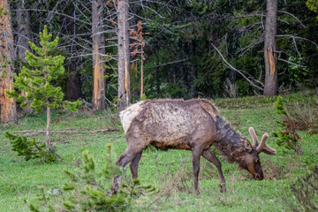 Elk walking in green forest  