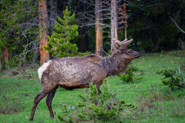 Elk with velvet antlers walking in forest