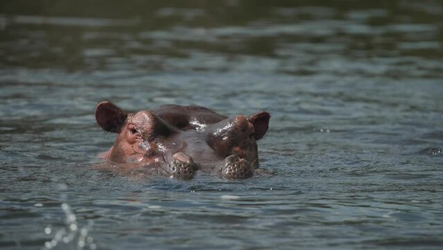 hippo filmed in Africa while at a blue lake, on a very sunny day surrounded by nature, looking to relax. They are wild animals within our planet