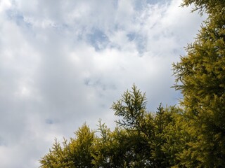 Fototapeta premium Tree green leaf with cloudy sky background, take on low angle. Photo is suitable to use for nature background, botanical poster and nature content media.