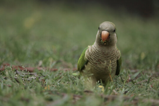 Monk Parakeet (Myiopsitta monachus) eating grass.