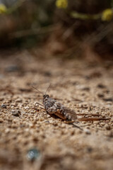 Grasshopper unclose blending in with its surroundings in the wild