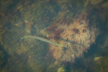 Silver Needlefish Know also as Asian Freshwater Needlefish, Needlenose Halfbeak, Freshwater Gar, Needlenose Gar (Xenentodon cancila) Swim Under the Bridge Close to the Shore in a Sunny Day