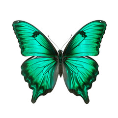 Fototapeta premium Green malachite butterfly isolated on transparent white background, beautiful green butterfly with glossy wings flying over white background, top view, flat lay, view from above. generative ai