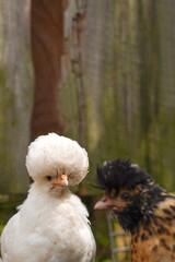 Portrait of cute white and brown Dutch Hooded chicken outdoor. Poultry farm. Pedigree chickens. Close up, copy space, selective focus