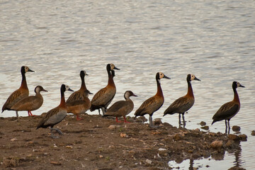 flock of white-faced whistling ducks (Dendrocygna viduata) at a lake