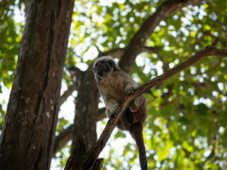 A Cotton-top Tamarin (Saguinus oedipus) is Hanging from the Tree