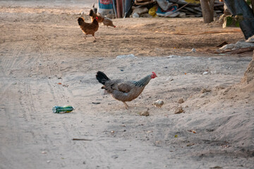 Mother Hen Tending to her Chick in a Hen House