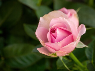 Beautiful Pink Rose Blossom in the Garden