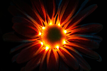 Common garden flower with fluorescent ink droplets on its center fluorescing orange under ultraviolet blacklight