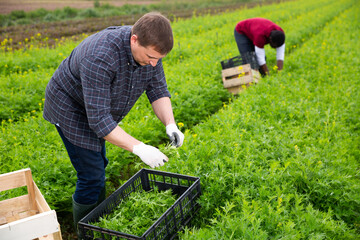 Farmer harvesting and peeling green mizuna (Brassica rapa nipposinica laciniata) on the field