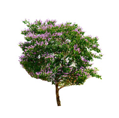 Lagerstroemia speciosa on transparent png