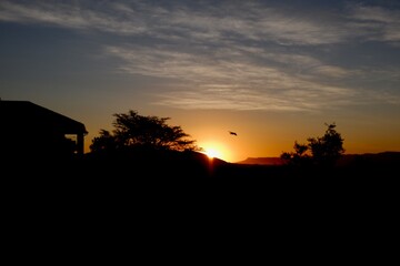 Eagle in the sunset