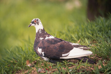 tranquil moment pigeon finding serenity on lush green ground