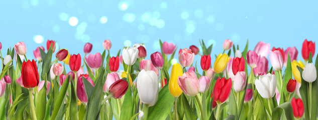 Fototapeta premium Many beautiful tulips on light blue background, bokeh effect. Banner design