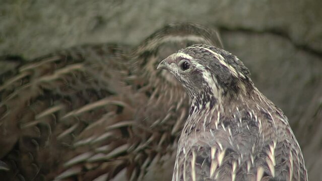 Common Quail (Coturnix coturnix) in a Poultry Farm in Argentina. Close Up.